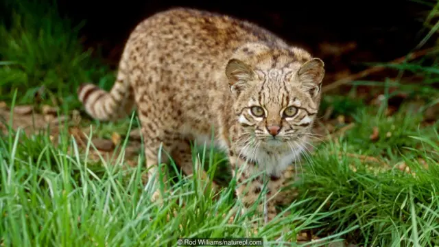 Kucing liar, piaraan