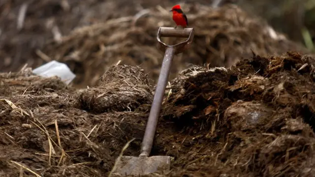 Una pala en un terreno de cultivo peruano
