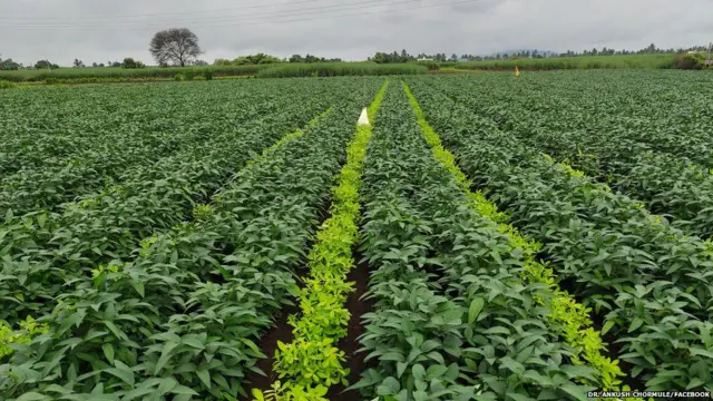 सोयाबीन