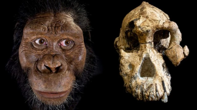 ดูเหมือนว่าศิลปินผู้จำลองใบหน้า Australopithecus anamensis ญาติผู้มีชีวิตร่วมสมัยกับลูซี่ จะใส่รอยยิ้มไว้ในผลงานด้วย
