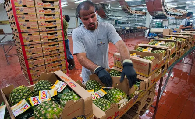 Planta de piñas en Costa Rica