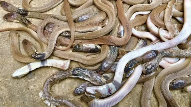 রাজশাহীতে শোবার ঘর থেকে বেরিয়ে এলো ২৭টি গোখরা সাপ - BBC News বাংলা