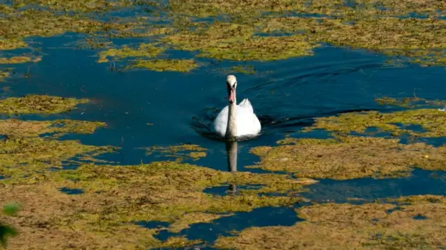 Дунай у Відні