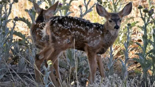 वन्य जीव संरक्षण