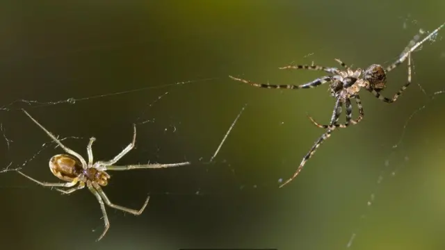 عنكبوت يطارد آخر