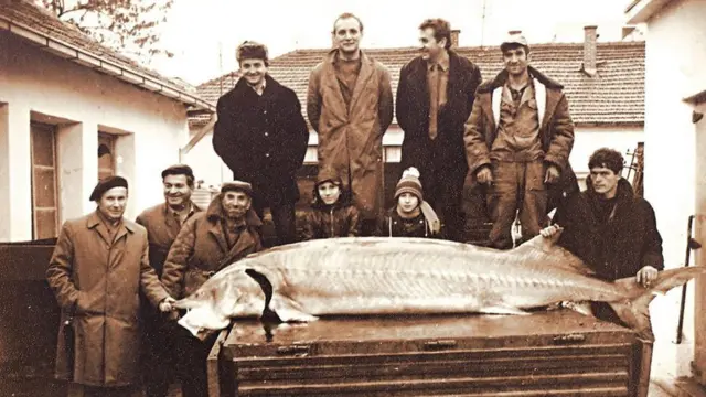 Моруна у Кладову