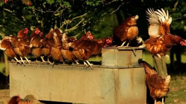 Ayam mengeluarkan jutaan telur setiap harinya.