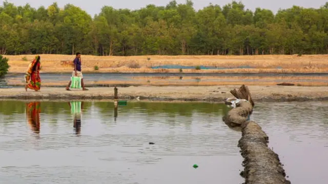 বাংলাদেশের সাতক্ষীরা জেলায় একটি মাছের ফার্ম