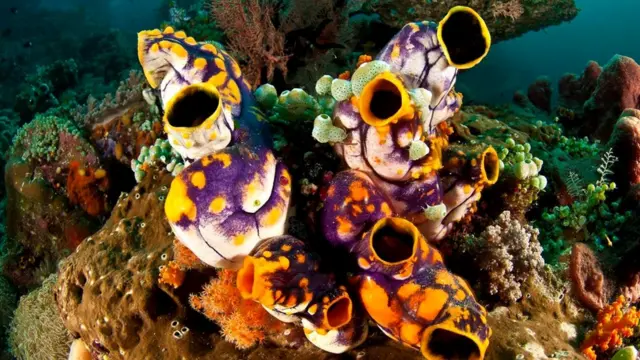 Взрослые особи золотой асцидии (Polycarpa aurata), потерявшие свой "хребет"