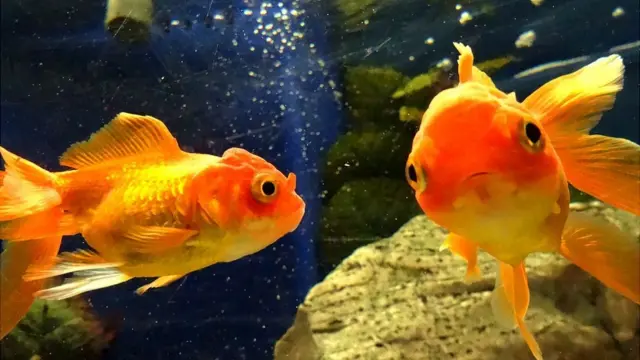 Bailarinas en acuario