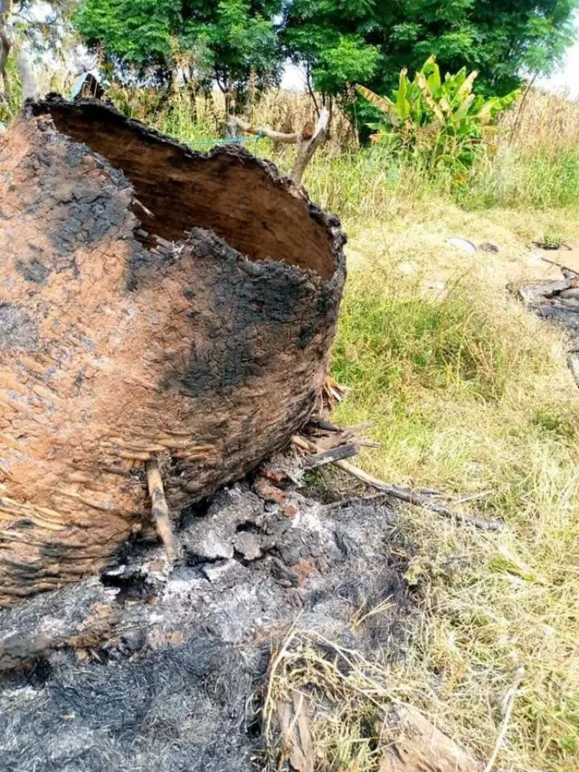 Gumbii midhaanii gubate