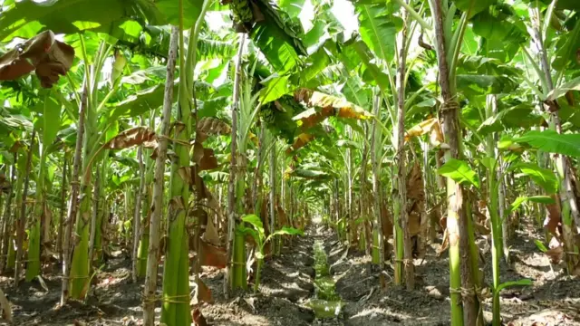 முசிறி பகுதி