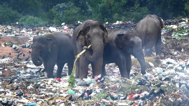 በስሪላንካ ዝሆኖች ከቆሻሻ ስፍራ ሲመገቡ