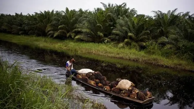 પામ ઓઈલને જાદુઇ પાક કહી શકાય, કારણ કે એ ઝડપથી ઉગે છે, વિકસે છે અને તેમાંથી બીજાં ઘણાં ઉત્પાદન નીકળે છે