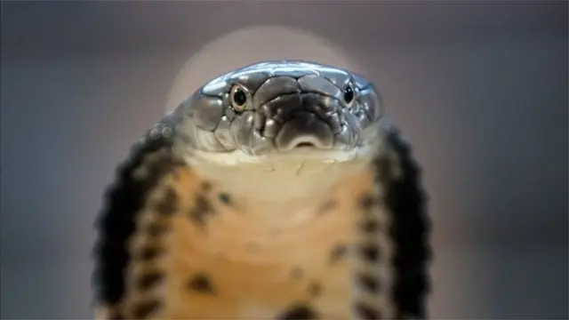 పాము