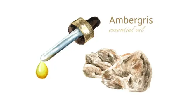 ஸ்பெர்ம் திமிங்கலத்தின் அம்பர்கிரிஸ்