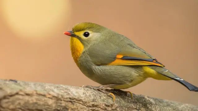 Islamabad birds