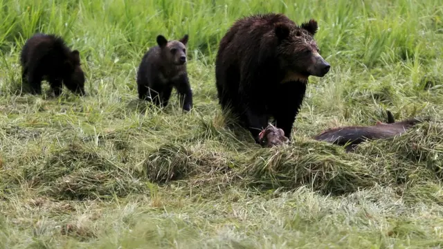 สัตว์ป่าในอุทยานแห่งชาติเยลโลว์สโตน