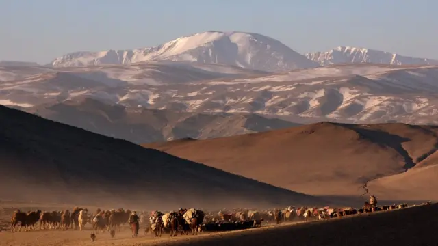 вид на горы и стада