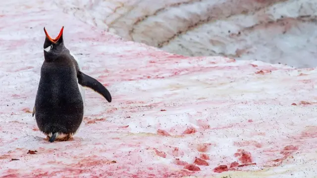 అంటార్కిటికాలోని పెంగ్విన్ కాలనీలకు సమీపంగా పెరిగే ఆల్గే ఎర్రని వర్ణద్రవ్యాలను ఉత్పత్తి చేస్తుంది.