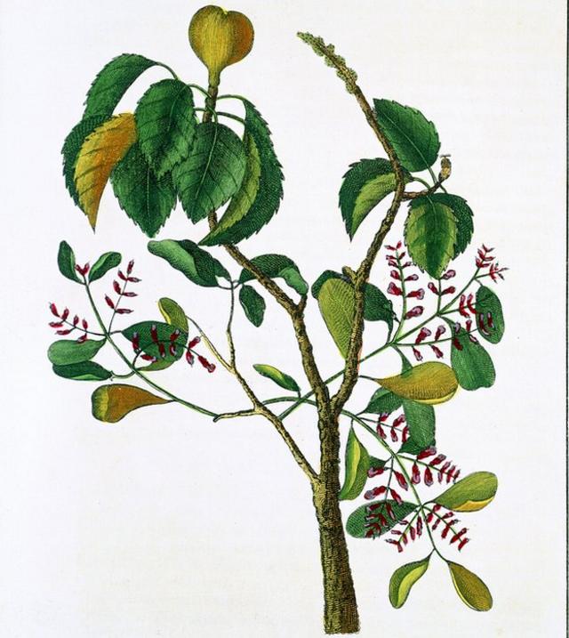 Hippomane mancinella