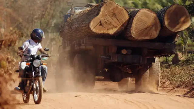 Arboles cortados por madereros ilegales.