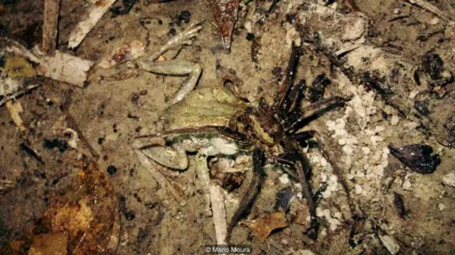 A giant fishing spider (Ancylometes rufus) eats an interior treefrog (Dendropsophus melanargyreus) (Credit: Mario Moura)