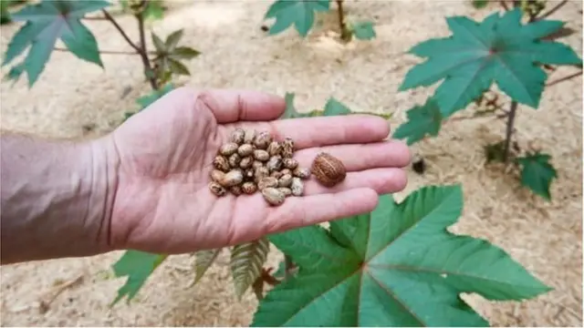 ক্যাস্টর অয়েল গাছের বিচি