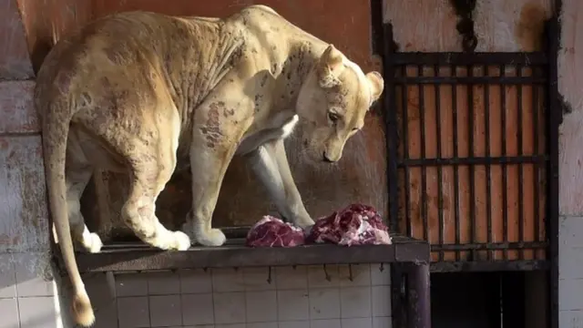 کراچی چڑیا گھر