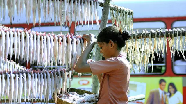 bombay Duck, बोंबिल, सुके बोंबिल