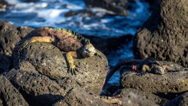 Iguana marinha