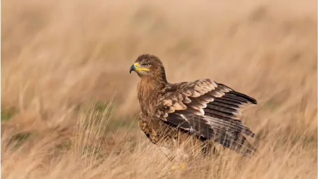 ঈগল পাখি