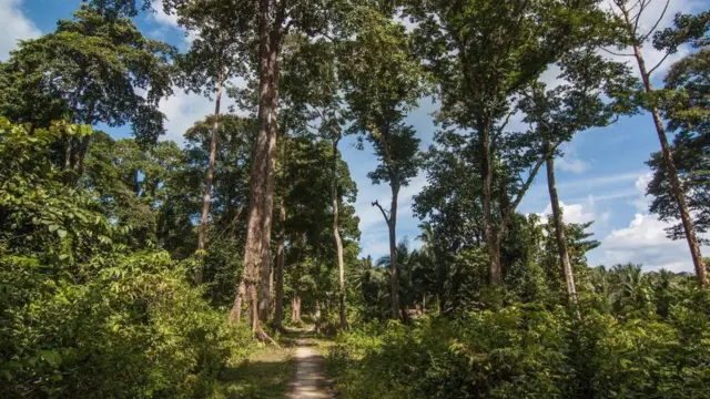 نیلما ورنگی