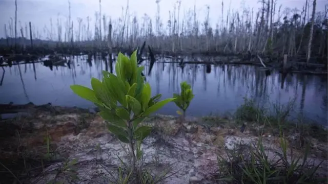 Ўсимликлар