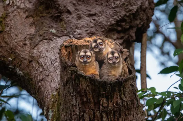 Tres monos nocturnos emergen sus cabezas con sus grandes ojos del tronco de un árbol en Villaviencio, Colombia, 2019