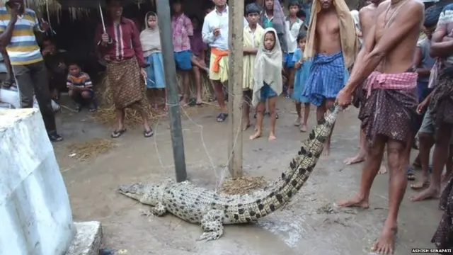 Crocodile