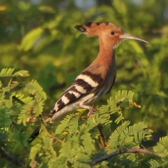 தமிழகத்தில் இருந்து சொந்த நாடுகளுக்கு திரும்ப மனமில்லாத பறவைகள்
