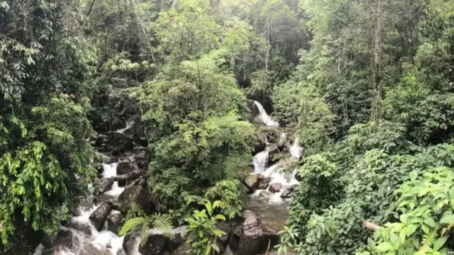 සිංහරාජ වනාන්තරය