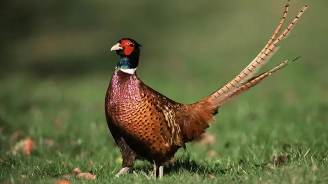 sülün
