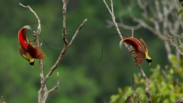 மேற்கு பப்புவாவில் மரங்களில் நடைபோடும் சிவப்பு நிற ஆண் சொர்க்கப் பறவை