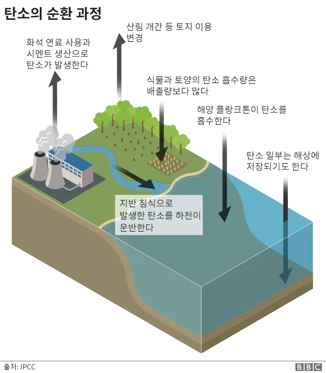 탄소의 순환 과정