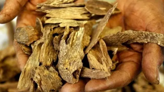 अगरवुड की लकड़ी हमेशा से ही महंगी बिकती