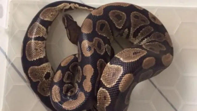 Evin tuvaletinden yılan çıktı