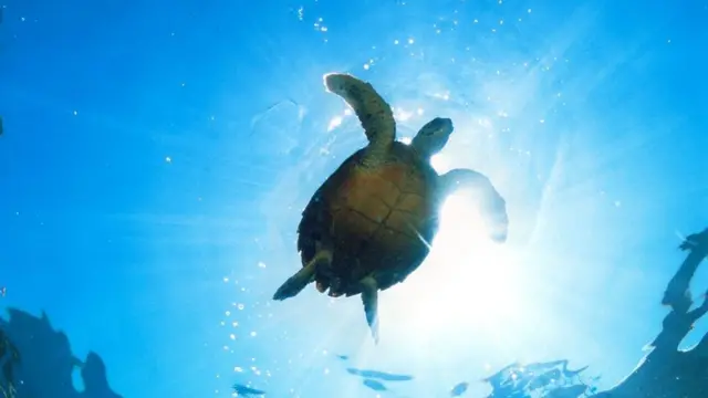 Tortuga marina en Seychelles.