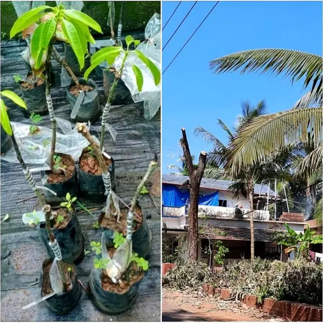 మామిడి అంటు