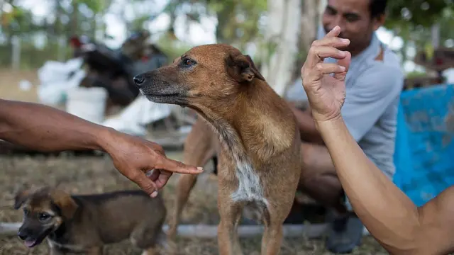 โรคพิษสุนัขบ้า ที่กำลังระบาดตอนนี้