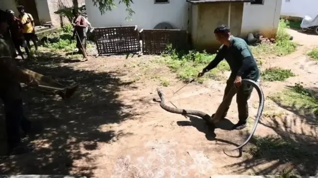 किंग कोब्रा