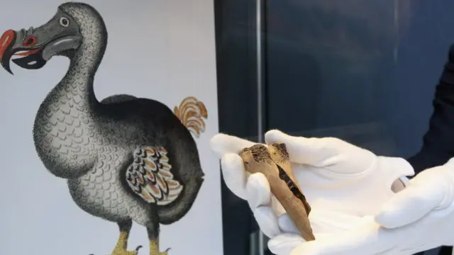 டூடூ பறவை