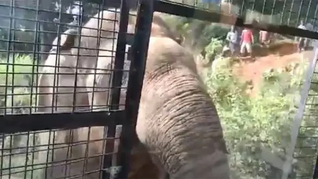 गणेशन हत्ती