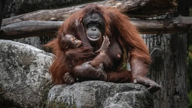 குரங்கு